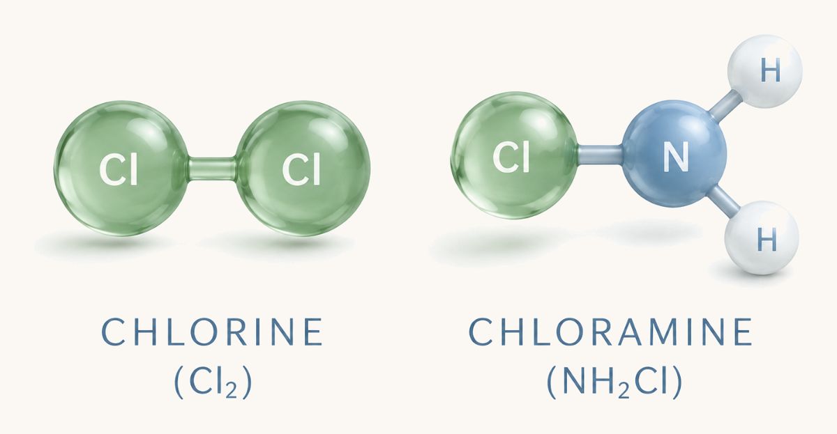 Two molecular models side by side. Chlorine, labelled Cl2, is two green chlorine atoms bonded together. Chloramine, labelled NH2Cl, is one green chlorine atom bonded to a blue nitrogen atom, which carries two white hydrogen atoms.
